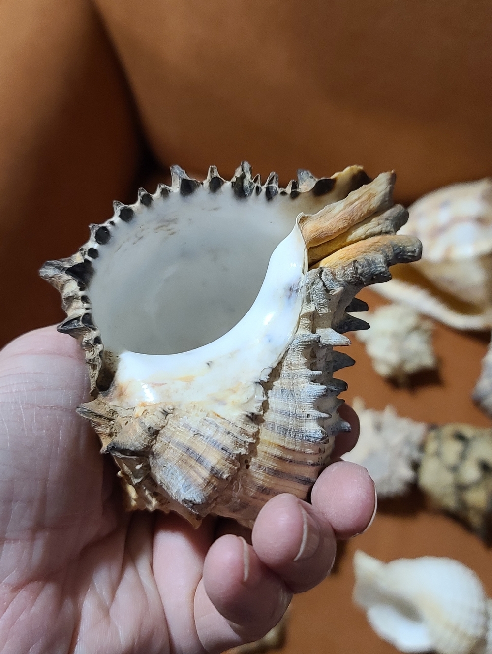 Mixed Natural Sea Shell Lot With Large Cassius Cornuta, Hexaplex Radix Murex - Picture 8 of 8
